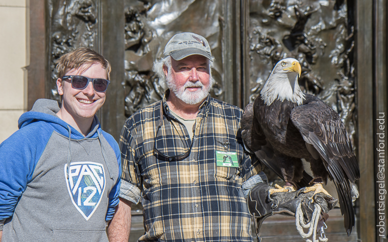 bald eagle